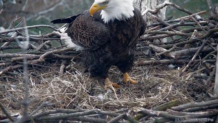 PA Farm Country Eagles Live Cams - Mar 11, 2026, 5:30pm EDT