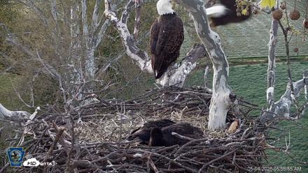 PA Farm Country Eagles Live Cams - May 4, 2026, 5:57am EDT