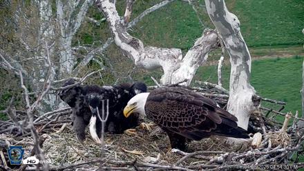 PA Farm Country Eagles Live Cams - Apr 26, 2026, 4:58pm EDT