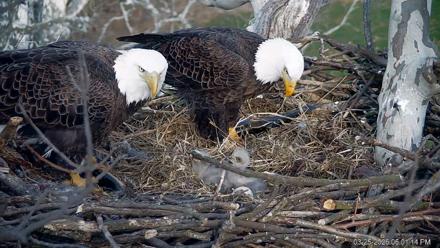 PA Farm Country Eagles Live Cams - Mar 25, 2026, 6:01pm EDT