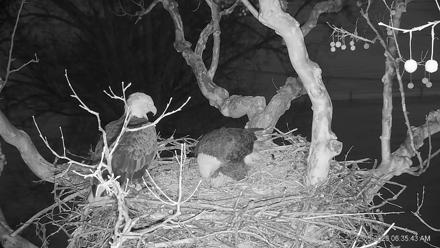 PA Farm Country Eagles Live Cams - Feb 5, 2026, 6:36am EST