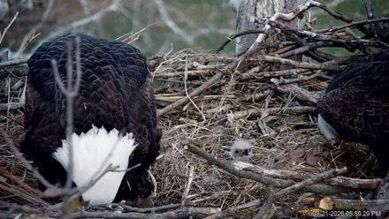 PA Farm Country Eagles Live Cams - Mar 21, 2026, 6:00pm EDT
