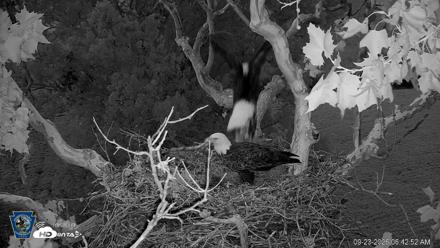 PA Farm Country Eagles Live Cams - Sep 23, 2026, 6:43am EDT