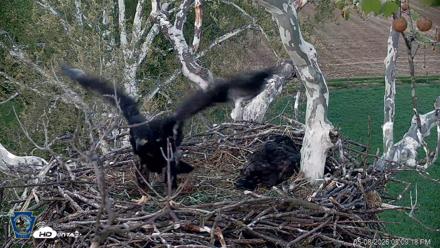 PA Farm Country Eagles Live Cams - May 8, 2026, 8:10pm EDT