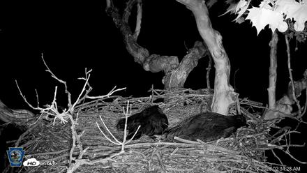 PA Farm Country Eagles Live Cams - May 18, 2026, 2:35am EDT