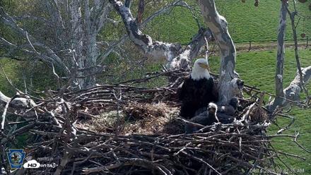 PA Farm Country Eagles Live Cams - Apr 14, 2026, 9:42am EDT