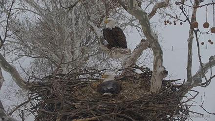 PA Farm Country Eagles Live Cams - Feb 6, 2026, 4:34pm EST