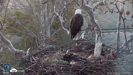 PA Farm Country Eagles Live Cams - Apr 21, 2026, 6:13am EDT