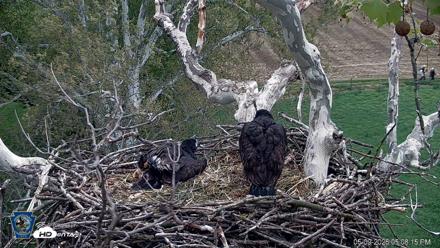 PA Farm Country Eagles Live Cams - May 9, 2026, 5:08pm EDT