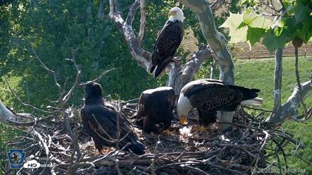 PA Farm Country Eagles Live Cams - May 28, 2026, 7:48am EDT