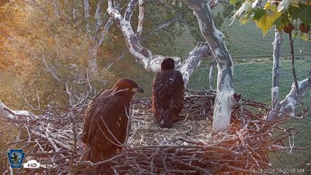 PA Farm Country Eagles Live Cams - May 18, 2026, 6:00am EDT