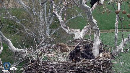 PA Farm Country Eagles Live Cams - Apr 22, 2026, 11:38am EDT