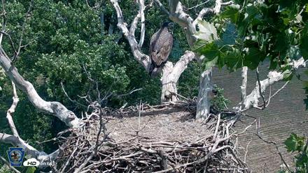 PA Farm Country Eagles Live Cams - Jul 2, 2026, 2:01pm EDT