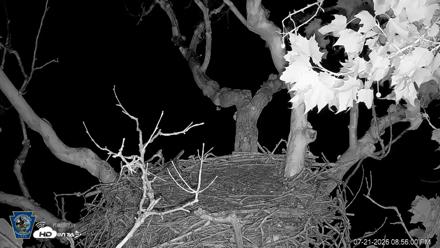 PA Farm Country Eagles Live Cams - Jul 21, 2026, 8:58pm EDT