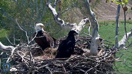 PA Farm Country Eagles Live Cams - May 7, 2026, 10:45am EDT