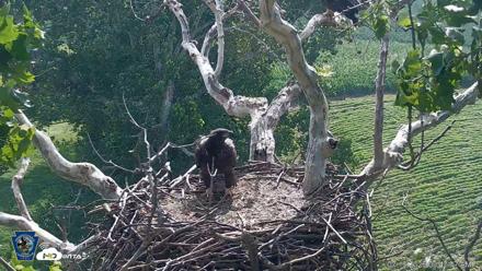 PA Farm Country Eagles Live Cams - Jul 19, 2026, 9:44am EDT