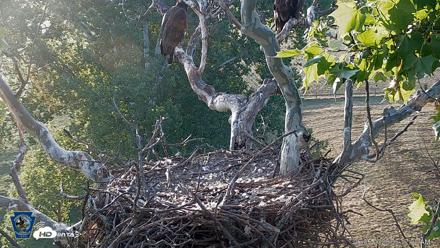 PA Farm Country Eagles Live Cams - Jun 5, 2026, 6:18am EDT