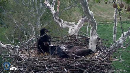 PA Farm Country Eagles Live Cams - May 13, 2026, 3:38pm EDT