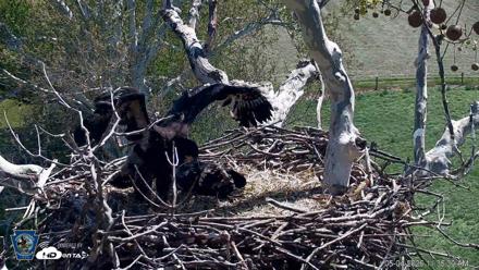 PA Farm Country Eagles Live Cams - May 4, 2026, 11:37am EDT