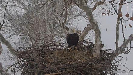 PA Farm Country Eagles Live Cams - Feb 6, 2026, 4:19pm EST