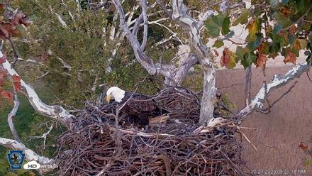 PA Farm Country Eagles Live Cams - Oct 23, 2026, 6:22pm EDT