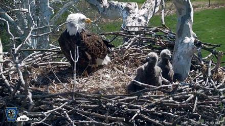 PA Farm Country Eagles Live Cams - Apr 11, 2026, 11:26am EDT
