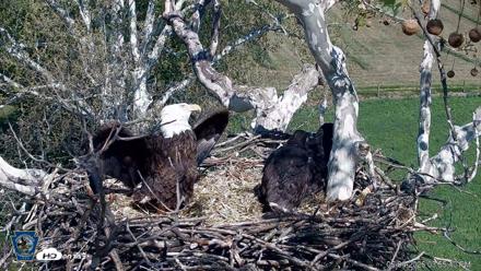 PA Farm Country Eagles Live Cams - May 4, 2026, 3:56pm EDT