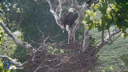 PA Farm Country Eagles Live Cams - Aug 13, 2026, 7:34am EDT
