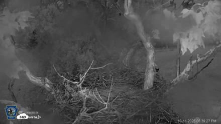 PA Farm Country Eagles Live Cams - Oct 11, 2026, 6:41pm EDT