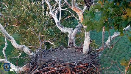 PA Farm Country Eagles Live Cams - Jul 14, 2026, 8:18pm EDT
