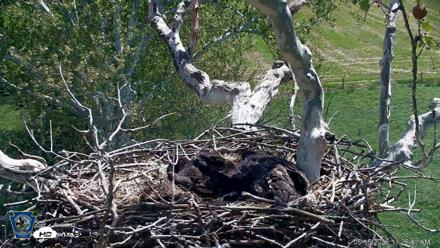 PA Farm Country Eagles Live Cams - May 15, 2026, 11:27am EDT