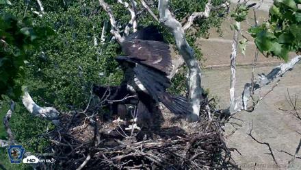 PA Farm Country Eagles Live Cams - Jun 2, 2026, 4:33pm EDT