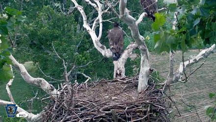 PA Farm Country Eagles Live Cams - Jul 6, 2026, 2:22pm EDT