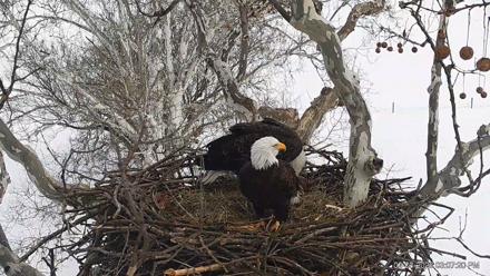 PA Farm Country Eagles Live Cams - Feb 3, 2026, 3:08pm EST