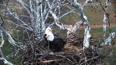PA Farm Country Eagles Live Cams - Dec 31, 2025, 2:48pm EST