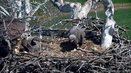 PA Farm Country Eagles Live Cams - Apr 9, 2026, 2:32pm EDT