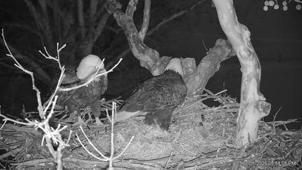 PA Farm Country Eagles Live Cams - Feb 5, 2026, 5:58pm EST