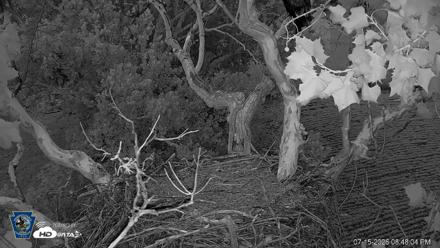PA Farm Country Eagles Live Cams - Jul 15, 2026, 8:49pm EDT