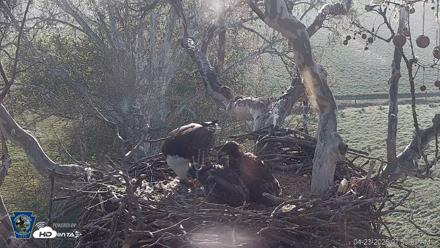 PA Farm Country Eagles Live Cams - Apr 23, 2026, 7:52am EDT