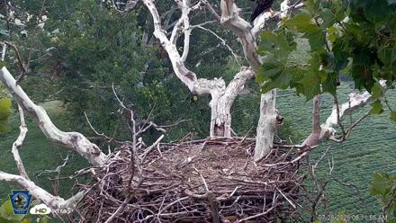 PA Farm Country Eagles Live Cams - Jul 28, 2026, 6:13am EDT