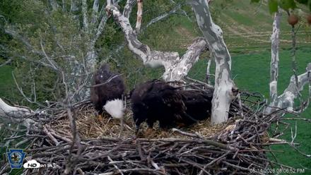 PA Farm Country Eagles Live Cams - May 14, 2026, 8:08pm EDT