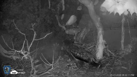 PA Farm Country Eagles Live Cams - May 23, 2026, 8:23pm EDT