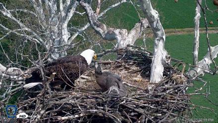 PA Farm Country Eagles Live Cams - Apr 15, 2026, 3:24pm EDT