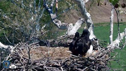 PA Farm Country Eagles Live Cams - May 7, 2026, 2:28pm EDT
