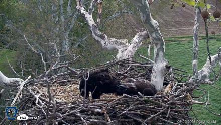 PA Farm Country Eagles Live Cams - May 7, 2026, 9:03am EDT