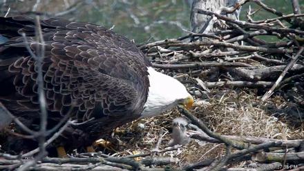 PA Farm Country Eagles Live Cams - Mar 20, 2026, 1:38pm EDT
