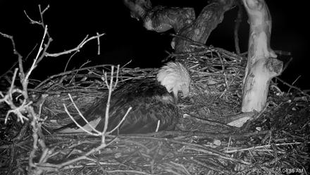 PA Farm Country Eagles Live Cams - Apr 2, 2026, 3:05am EDT