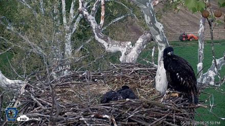 PA Farm Country Eagles Live Cams - May 9, 2026, 6:26pm EDT