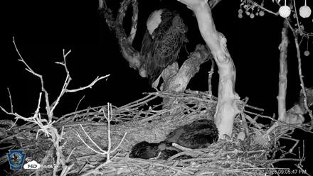 PA Farm Country Eagles Live Cams - Apr 27, 2026, 9:06pm EDT