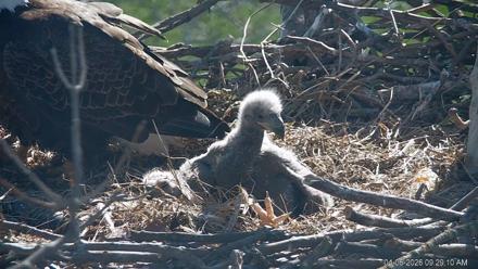 PA Farm Country Eagles Live Cams - Apr 6, 2026, 9:29am EDT
